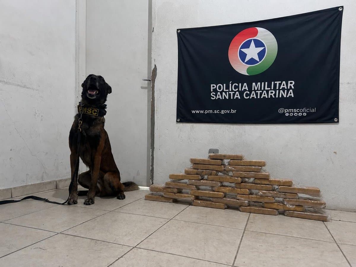 “Fundo falso”: operação do Choque prende mula levando 30 kg de cocaína para SC