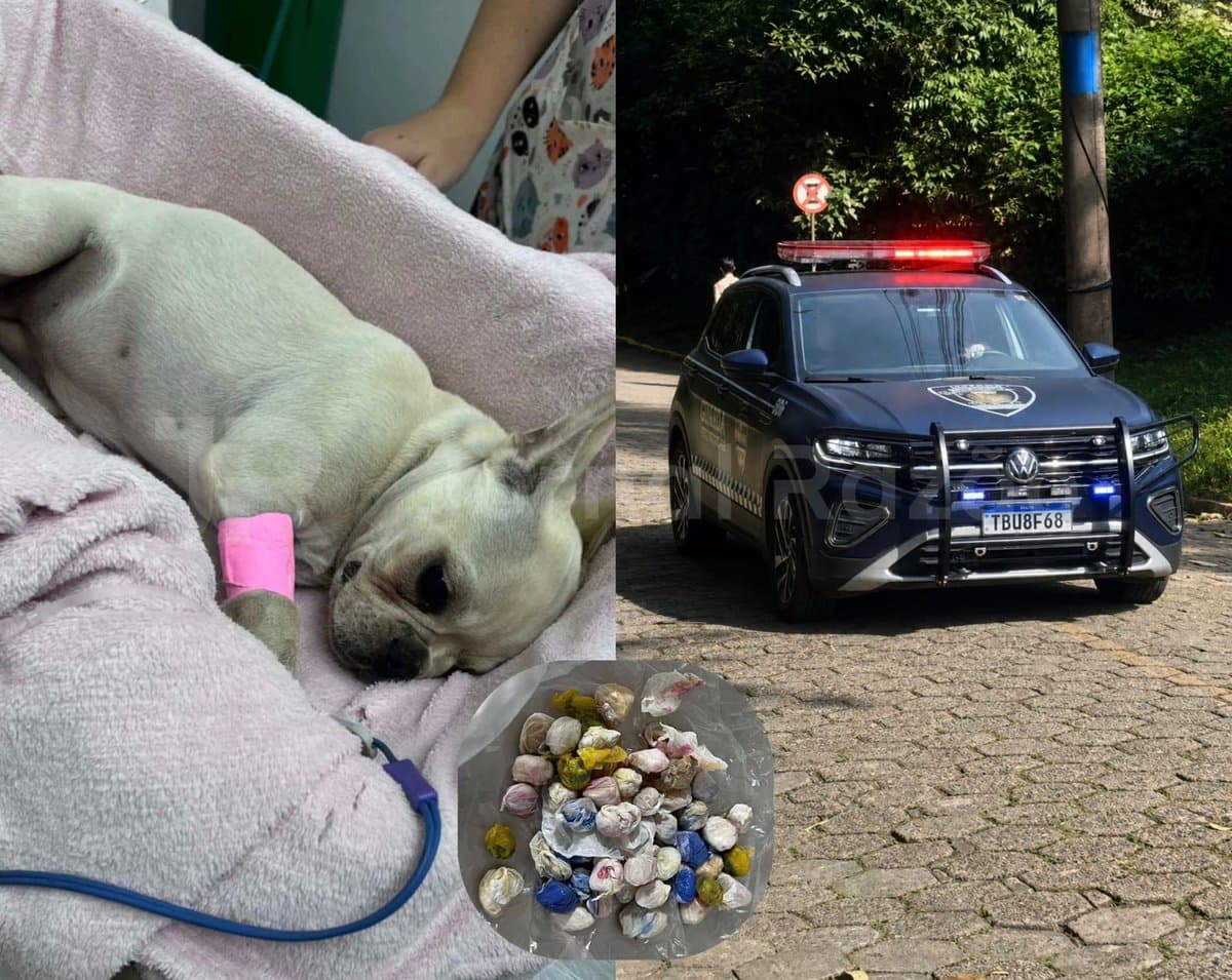 Ex-tutora da cadela que engoliu 55 pedras de crack em Joinville volta a ser presa por tráfico de drogas