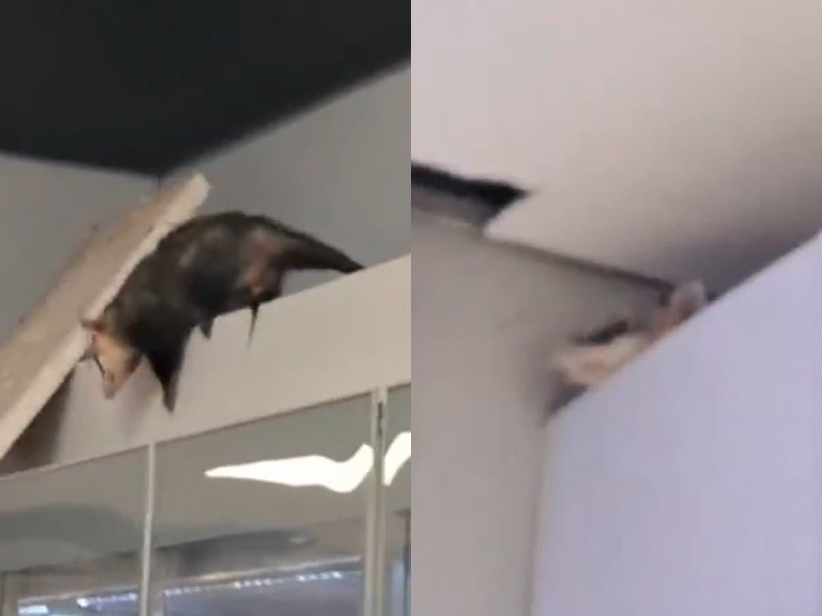 Gambá despenca do forro de supermercado e assusta clientes em Blumenau