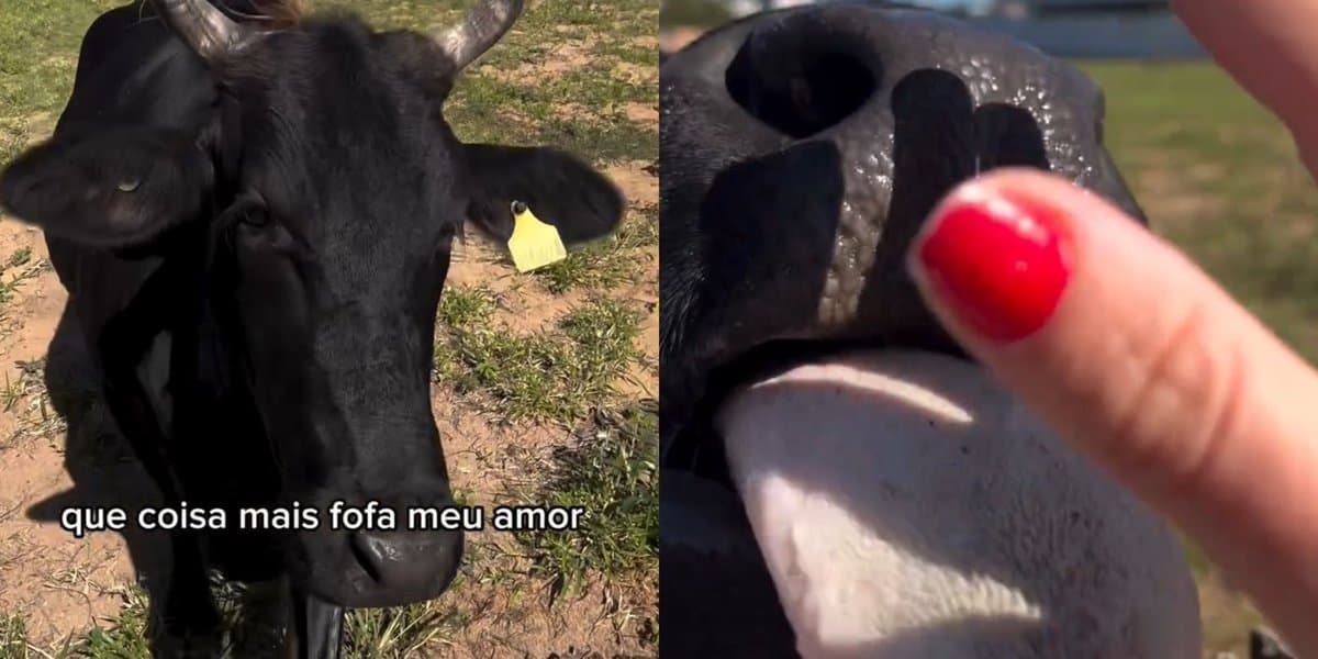 Enquanto alguns têm vizinhos “difíceis”, jovem de Florianópolis tem um “boizinho amigo”