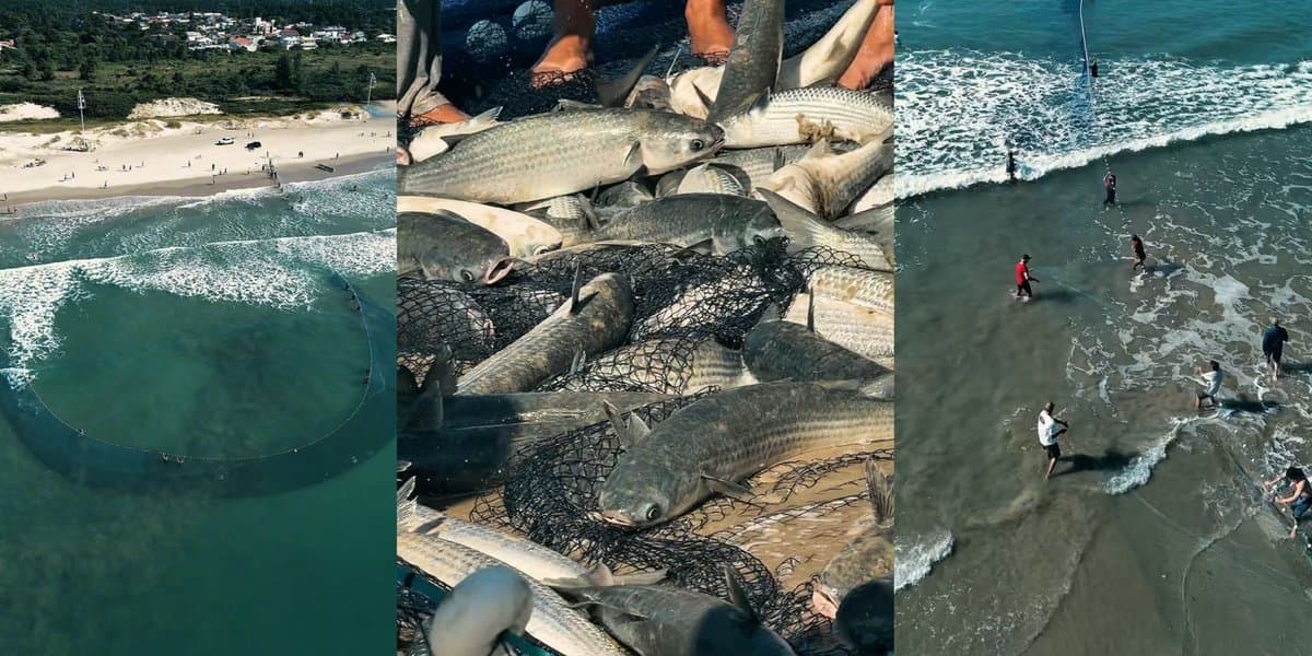 “Nossa essência”: imagens da pesca da tainha emocionam e mostram a força da tradição catarinense