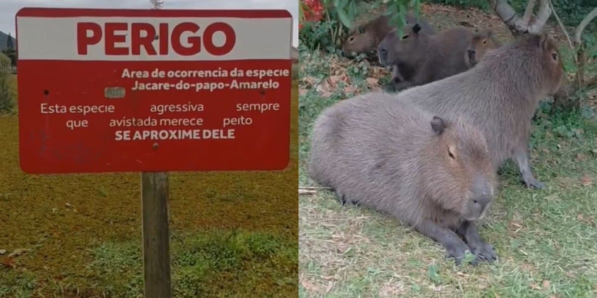 “Perigo, espécie agressiva”: jovem vai conferir local perigoso em Florianópolis e encontra as “queridinhas” do país