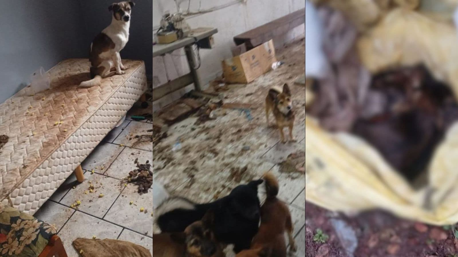 Cadeirante é encontrada em casa coberta de fezes com 24 animais e oito carcaças em sacos de lixo em SC