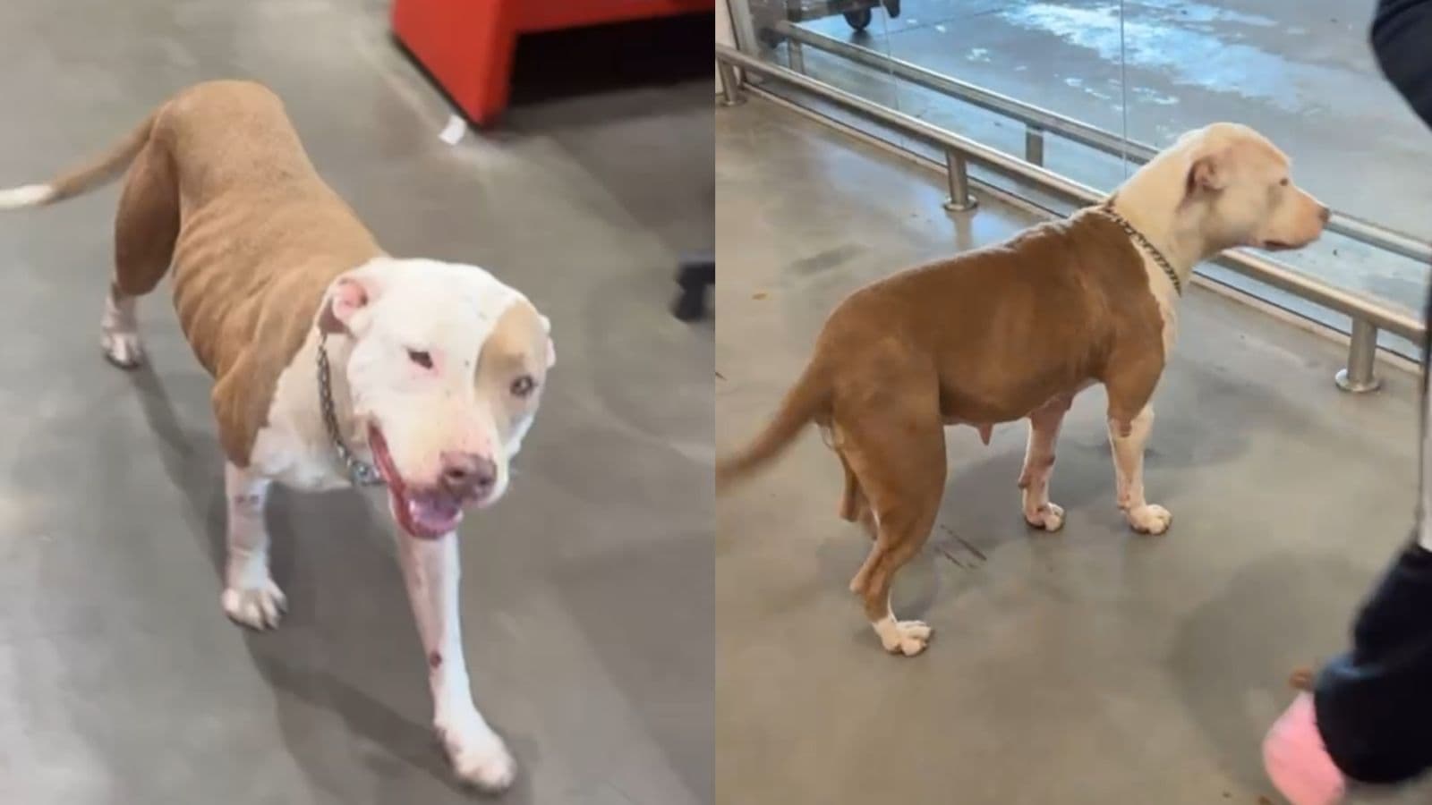 Clientes e funcionários procuram por tutor de pitbull perdida dentro de atacadão na Grande Florianópolis