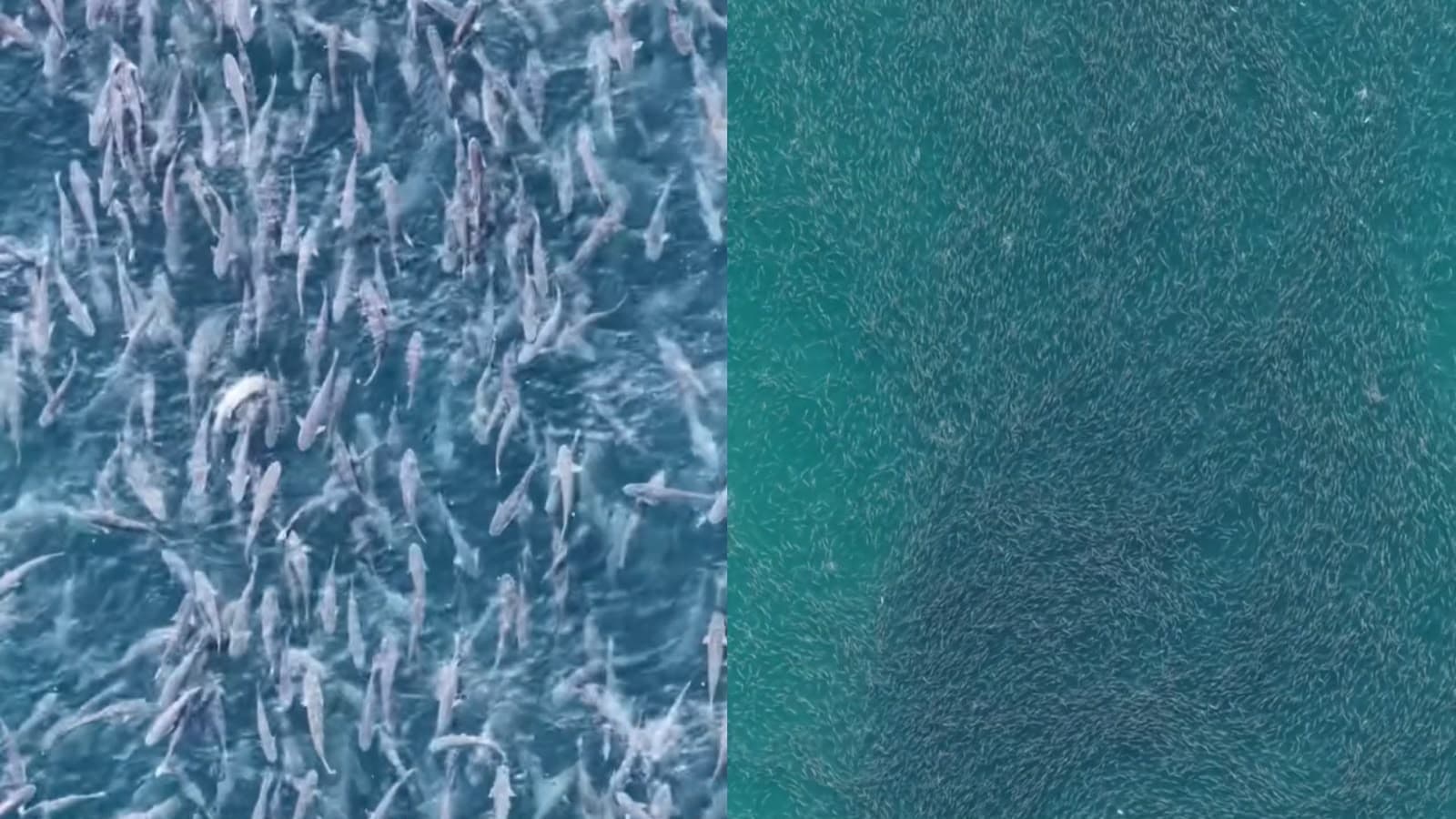 Em meio à proibição do Governo Lula, mar de tainha “desfila” diante de pescadores em praia de SC