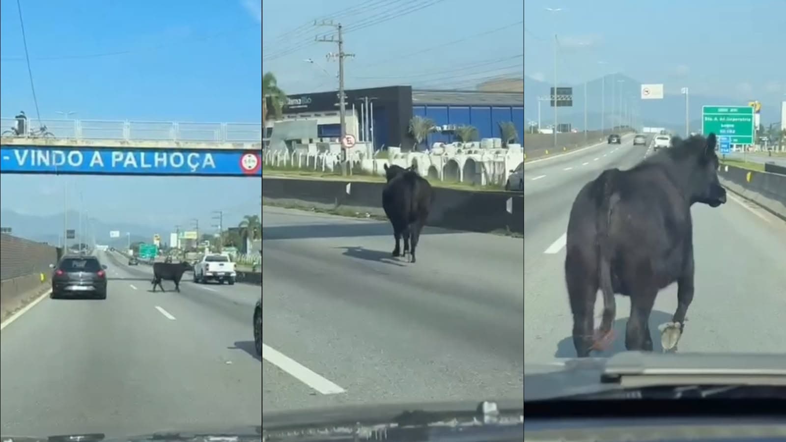 “Vai devagar, Léo!”: motorista vira “boiadeiro” para tirar vaca solta da BR-101 na Grande Florianópolis