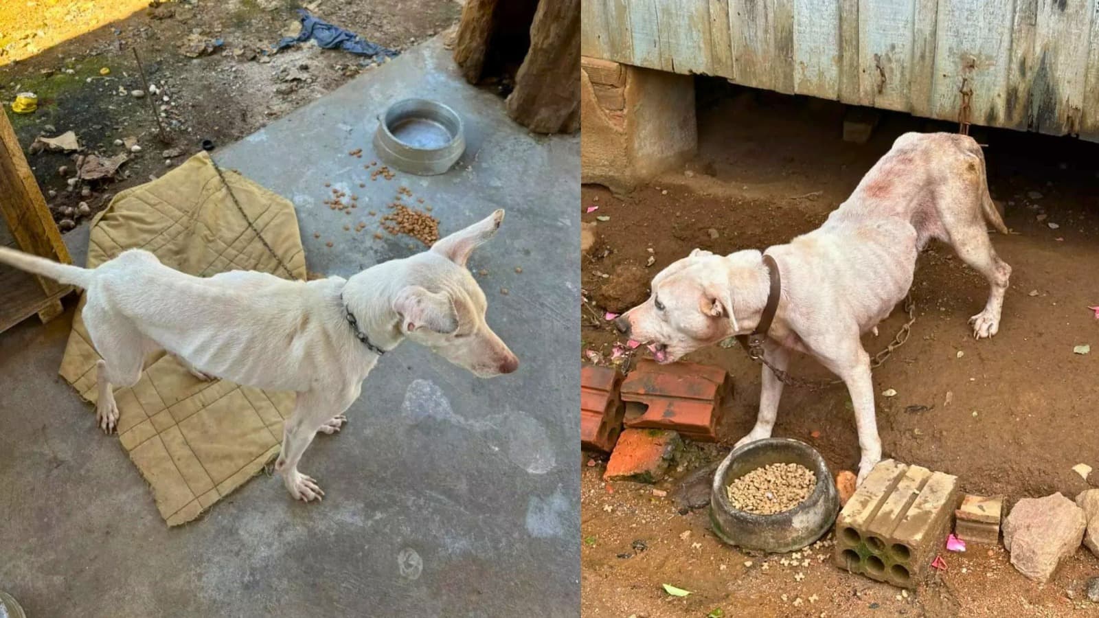 10 cidades na mira do MP por maus-tratos a animais em SC; Palhoça lidera o ranking