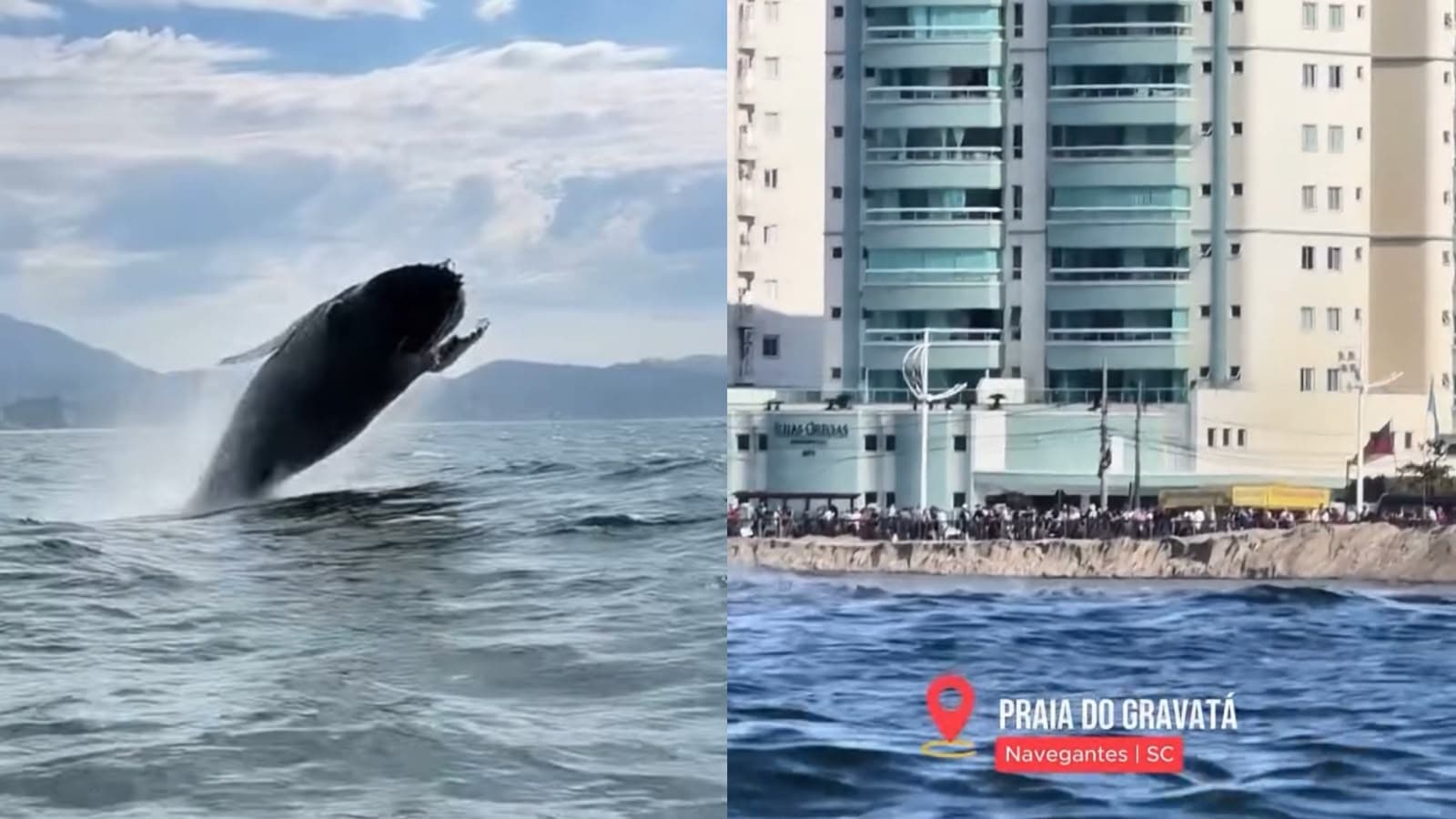Baleia-jubarte encanta com show de saltos ao lado de obra de alargamento na Praia do Gravatá, em Navegantes