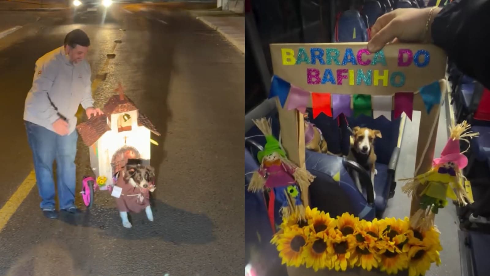 “Mães e pais de pet dando a vida na criatividade”: creche para cães em SC promove arraiá e viraliza