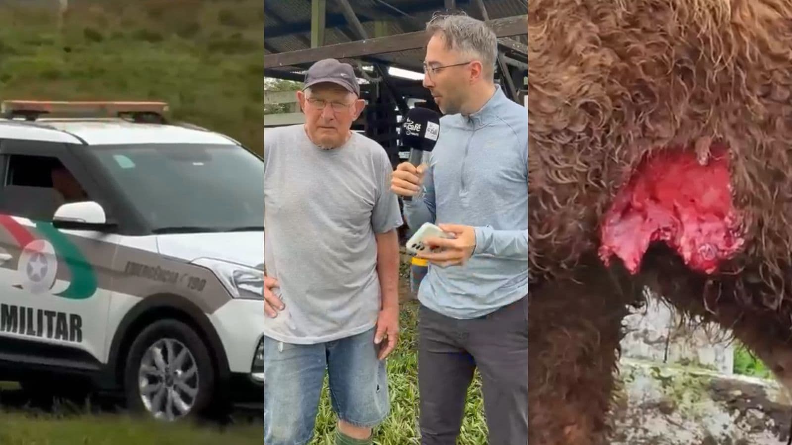 Bois mortos, cabritos dizimados e animais feridos: pit bulls invadem fazenda em SC e geram pânico