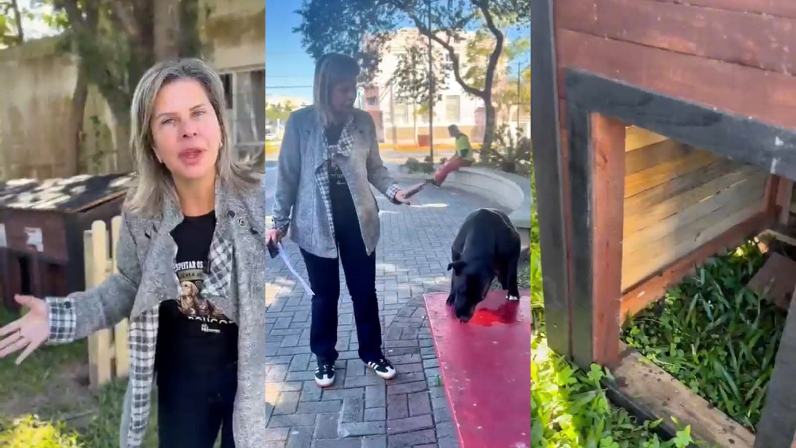 “Querem os cães bem longe daqui”: protetora expõe decisão que “expulsa” cães comunitários de praça em SC