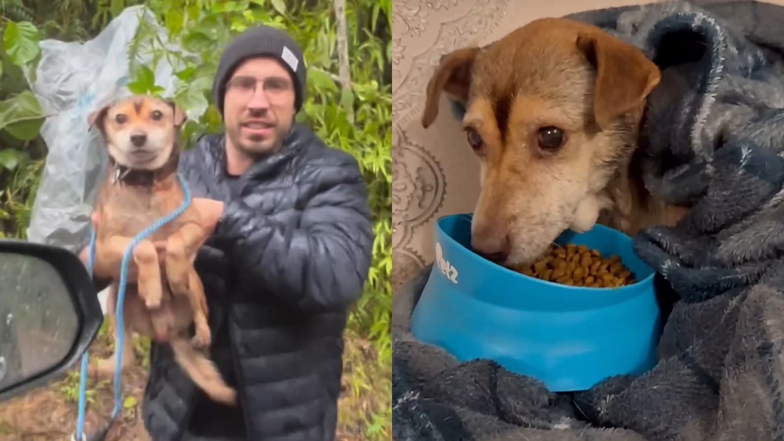 “Deixa o coração quentinho”: resgate de cãozinho na chuva em Blumenau emociona as redes