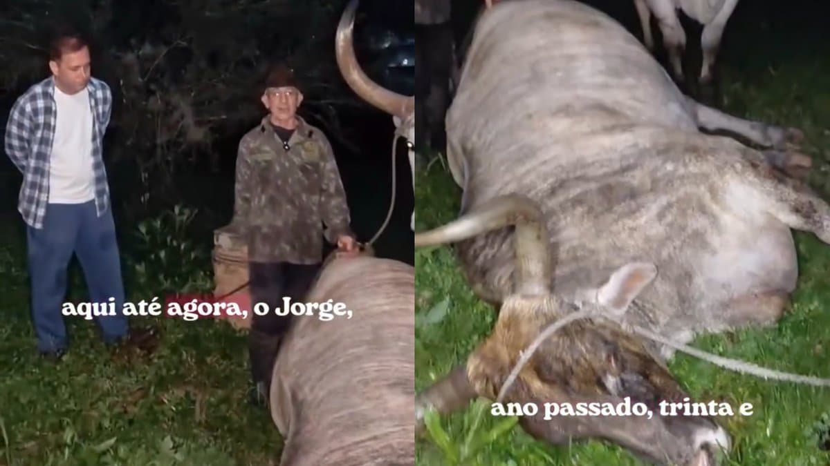 Conhecido como o boi mais velho do país, “Tigrinho” morre aos 33 anos e causa comoção em Florianópolis