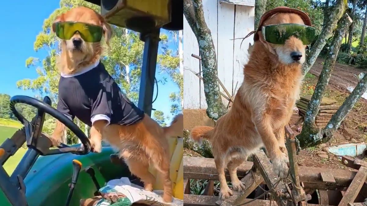 “Celebridade”: cãozinho adotado troca apartamento por propriedade rural e conquista moradores em SC