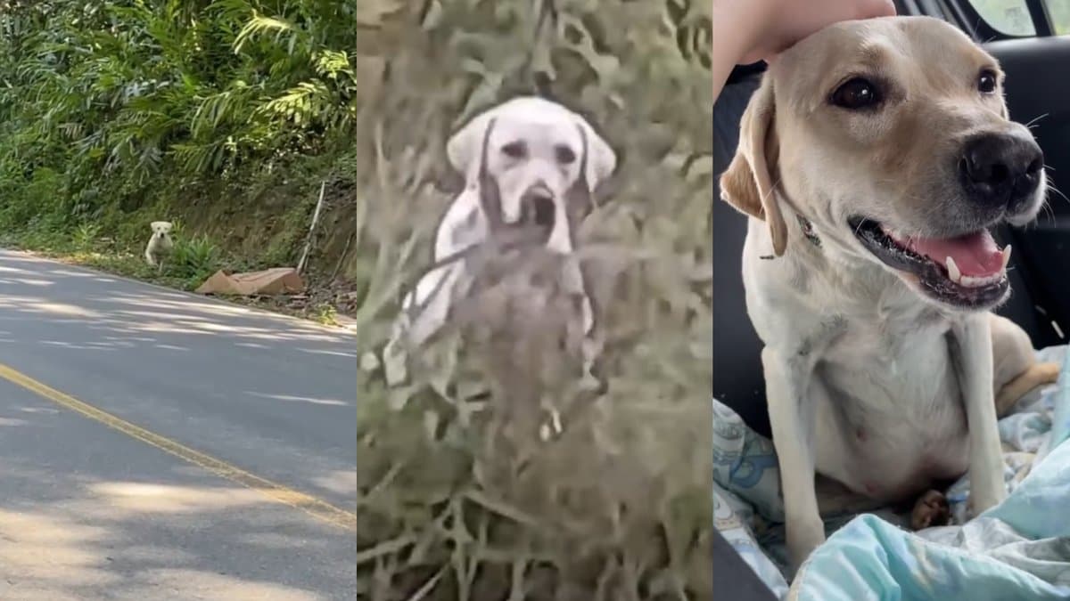 Cadela Sasha sozinha na estrada, no mato e dentro do carro após o resgate em Joinville