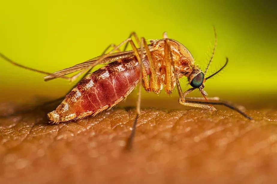 Mosquito do gênero Culex, o pernilongo comum, pousado sobre a pele humana