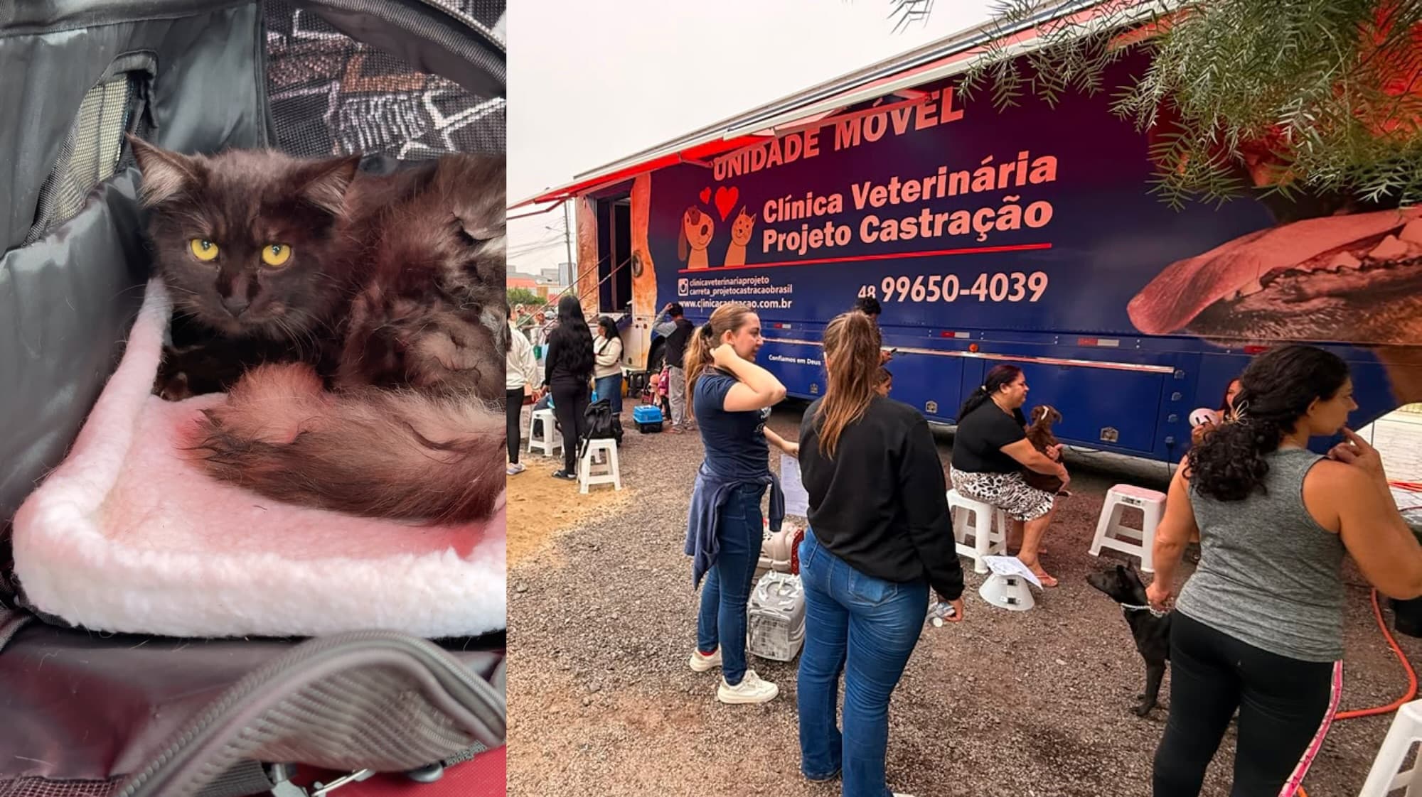 Mutirão de castração atende 200 cães e gatos em Tijucas