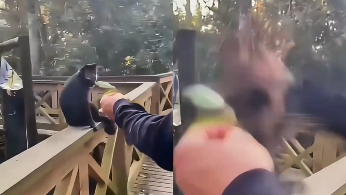 “Esperava carinho”: visitante dá tapa na cara de macaco-prego e derruba animal de ponte em parque de SC