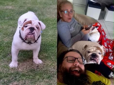 Tutor diz que hospital veterinário chamou a polícia enquanto ele cobrava respostas sobre a morte do cachorro em Floripa