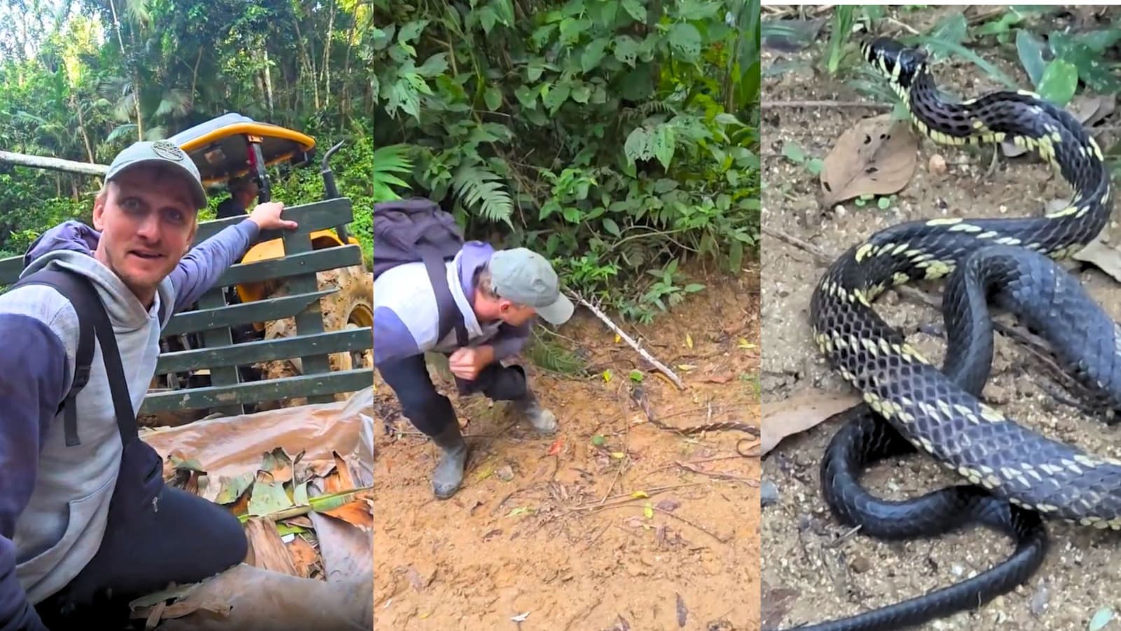 Irmãos levam susto ao ver uma das cobras mais rápidas, pronta para “dar o bote” em SC: “Isso é um perigo”