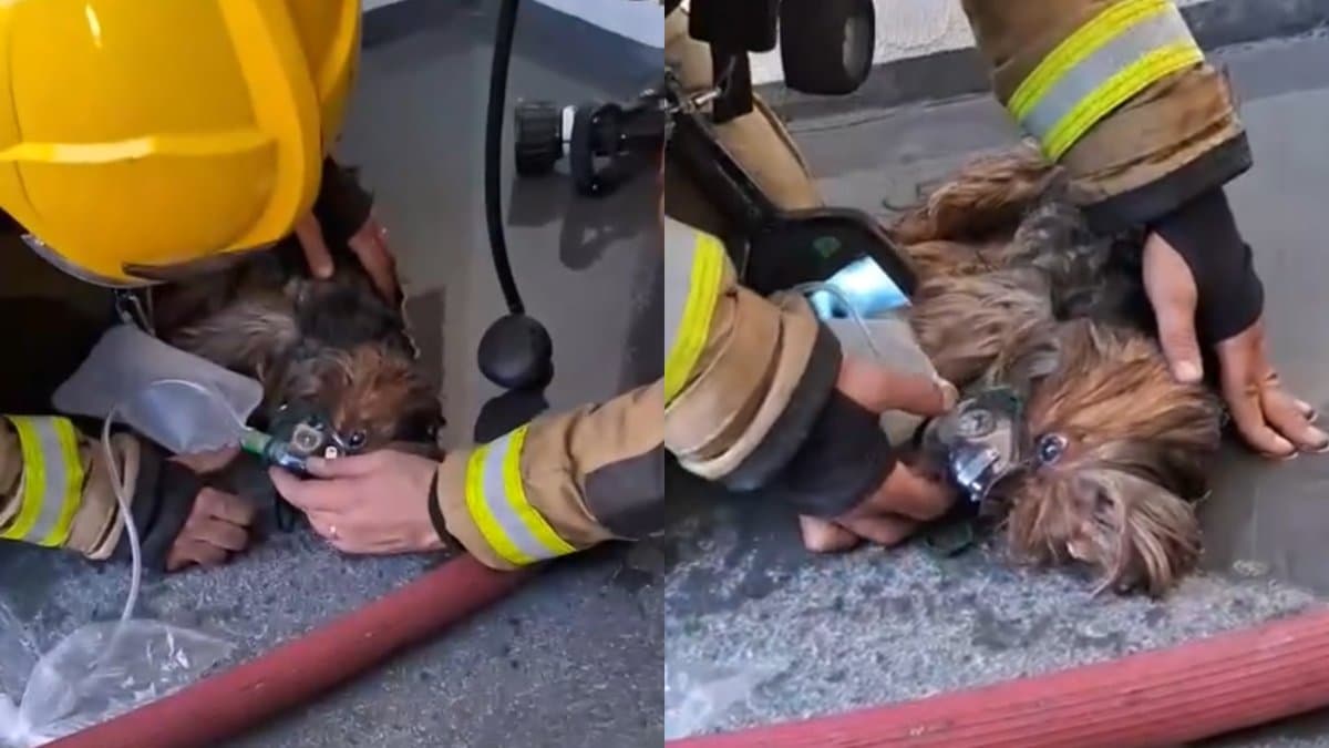 “Toda vida importa”: cachorrinha é resgatada após ficar presa durante incêndio em apartamento em SC