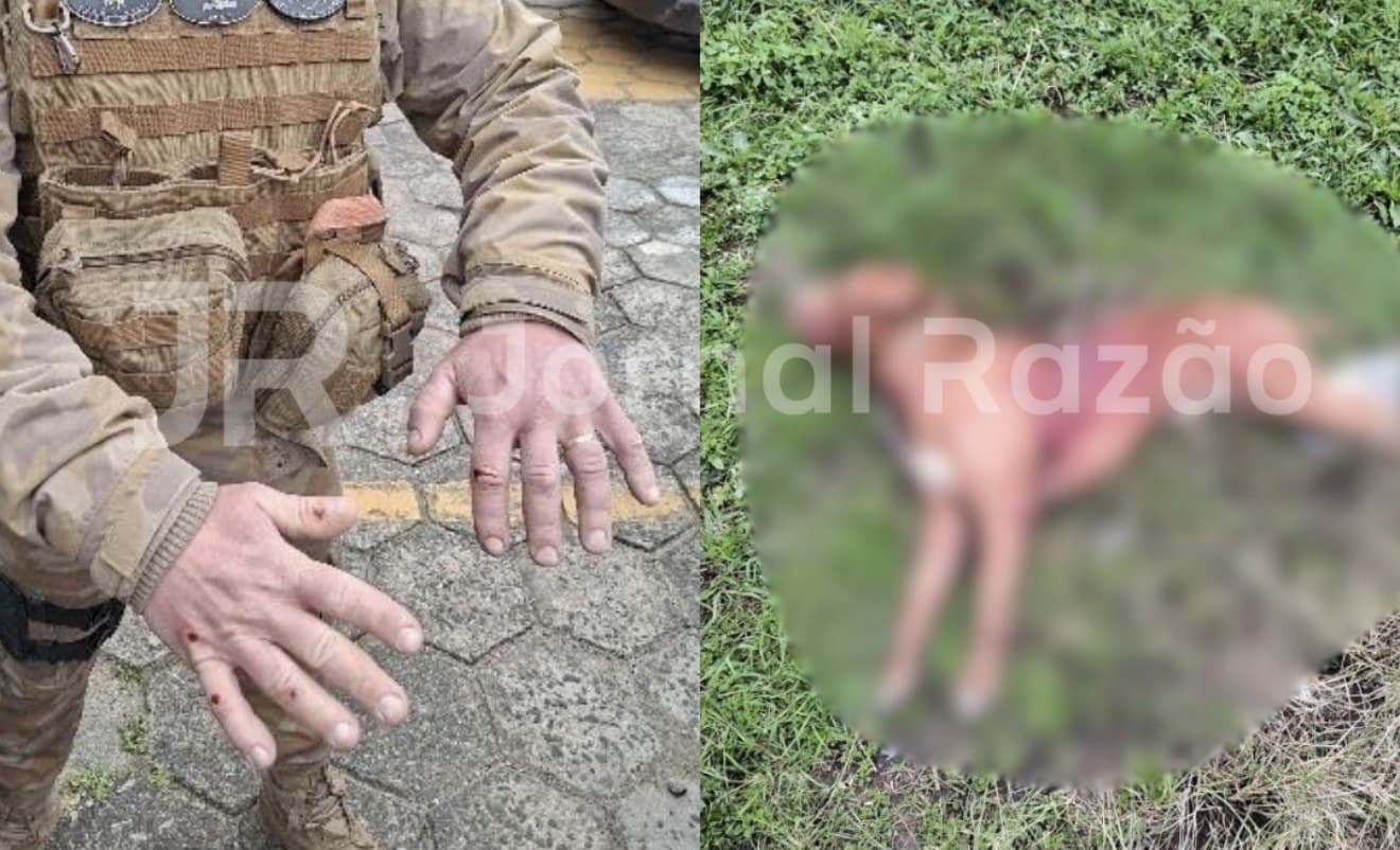 “Vão ter que me matar também!”: dono de pitbulls é preso após ataque terminar com cães abatidos