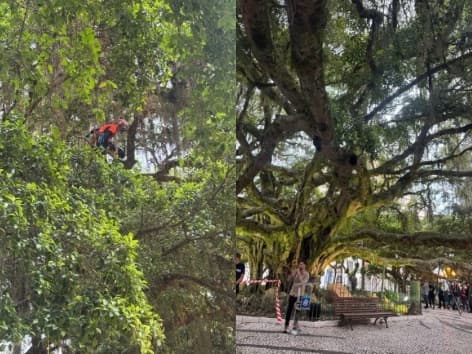 Figueira centenária da Praça XV, símbolo de Florianópolis, ganha nova sustentação no Dia da Árvore