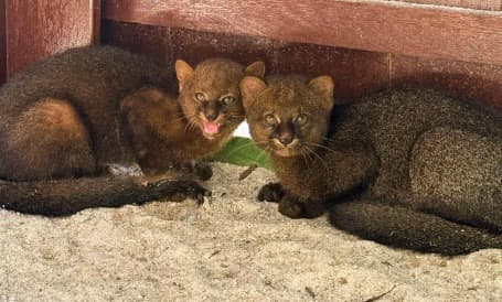Fofura em dose dupla: filhotes de gato-mourisco ganham novo lar em SC