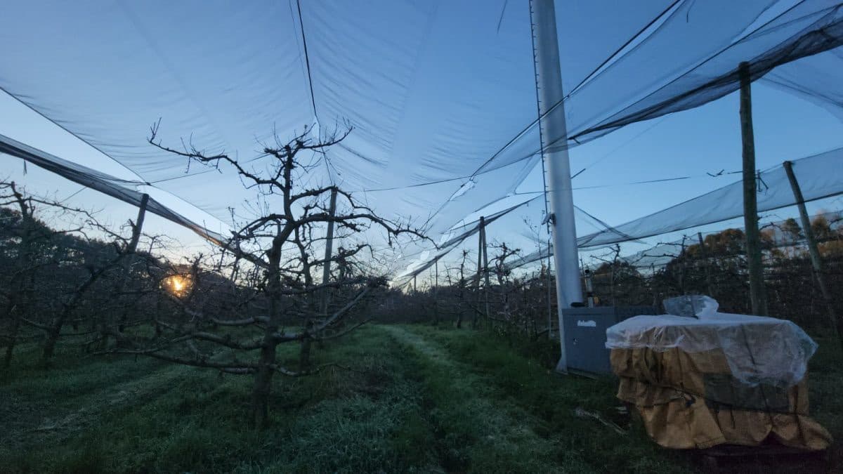 Frio de -2,8°C faz produtores acionarem sistema antigeada em pomares de SC