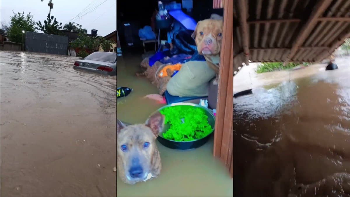 Rua alagada com carro submerso e cachorros dentro de casa inundada em Criciúma