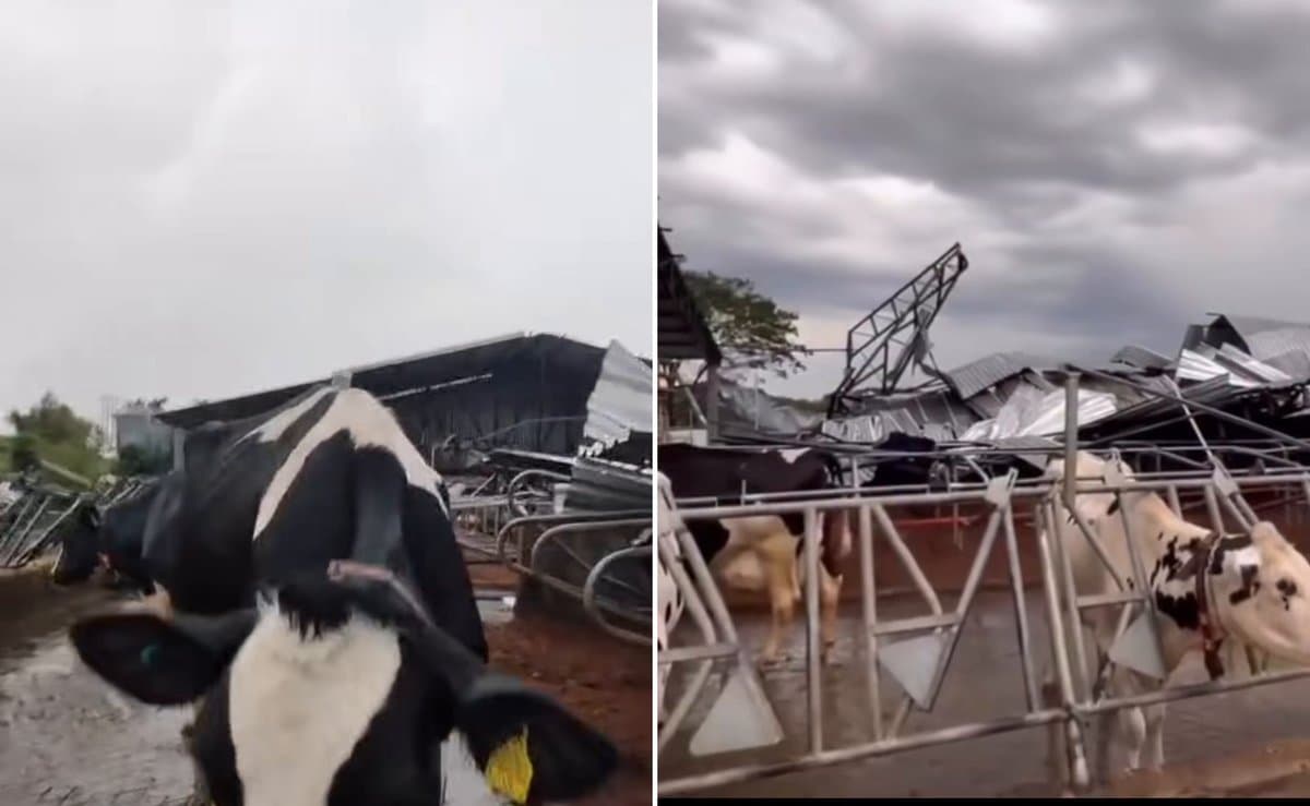 Mulher chora ao ver vacas no meio dos escombros de galpão destruído por vendaval em Dionísio Cerqueira