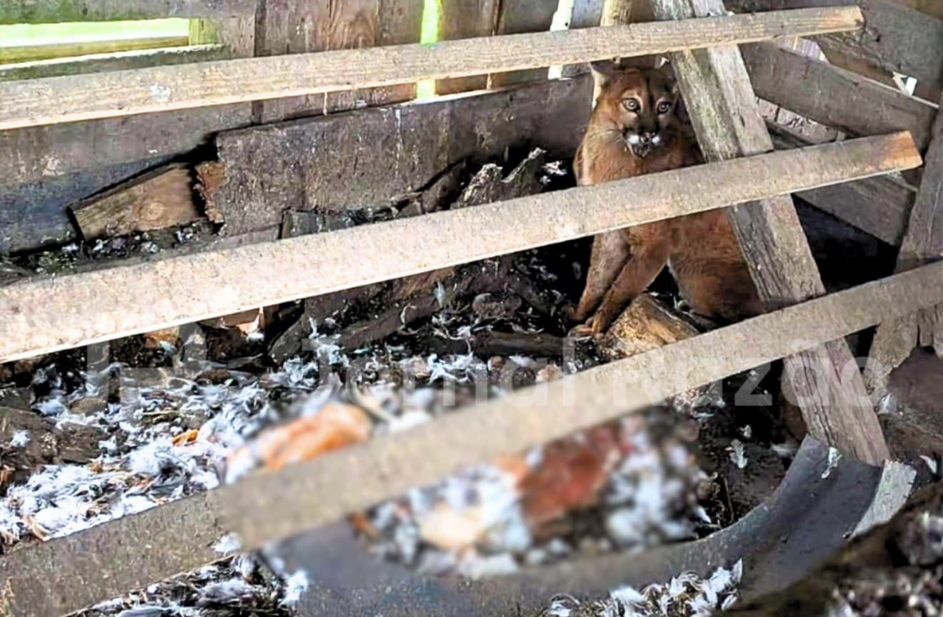 “Terror das galinhas”: leão-baio invade galinheiro e abate aves na Serra Catarinense