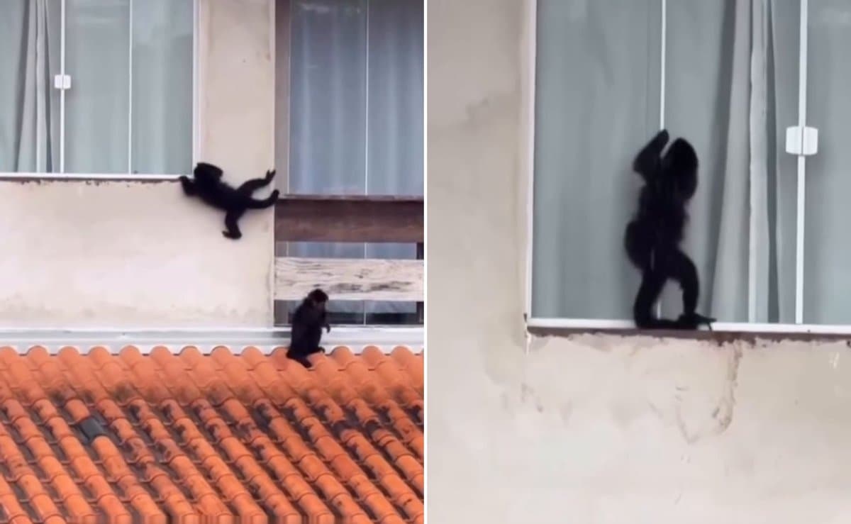 Bando de macacos escala parede e tenta abrir janela para invadir casa em SC