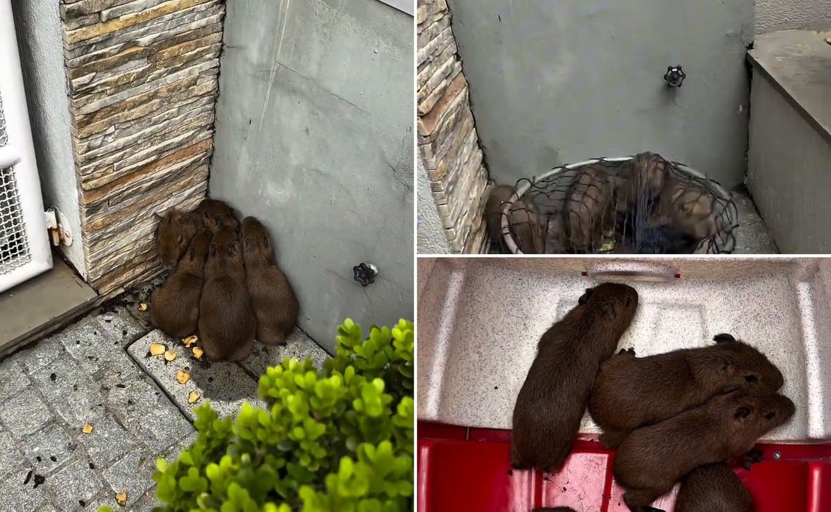 Biólogo de SC encontra cinco filhotes de capivara sozinhos em uma casa e resgata todos