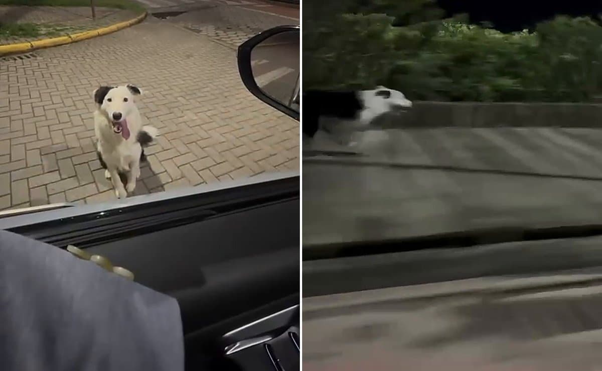“Não pego ele de jeito nenhum”: cachorro corre ao lado do carro do tutor 7 km por dia em Santa Catarina