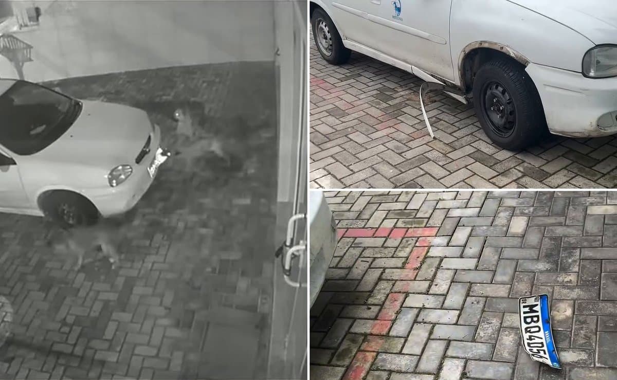 Cães atacam carro de clínica veterinária de madrugada, arrancam a placa e câmera flagra tudo em SC
