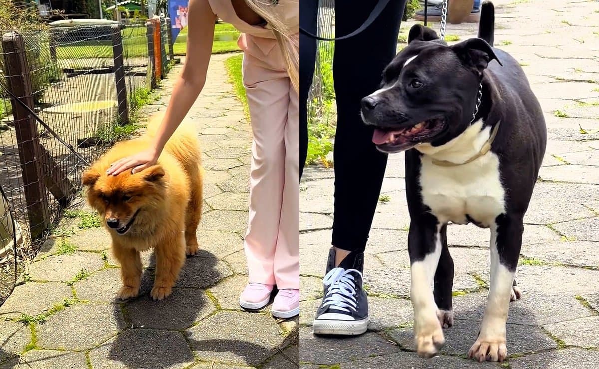 Cães resgatados de maus-tratos e rinhas ganham treino e esperam uma família em Florianópolis