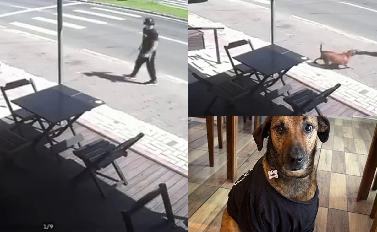 Cão Caramelo é atingido com barra de ferro tão forte que objeto entorta em Criciúma; câmera flagra homem