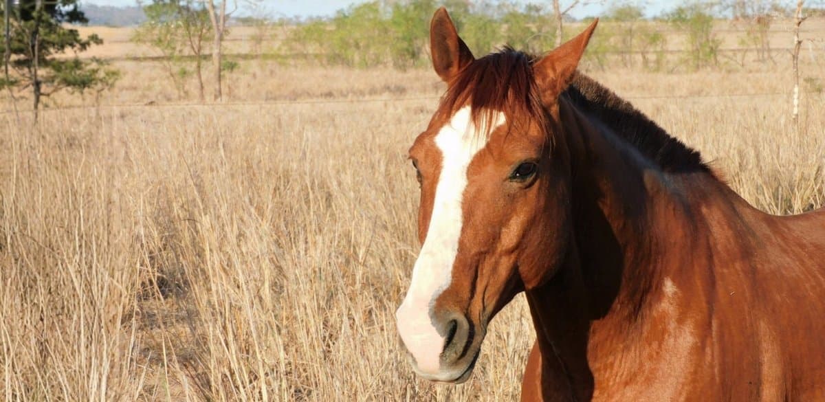 Cavalos voltam a ser reconhecidos como seres que sentem dor e angústia em SC após Justiça derrubar lei