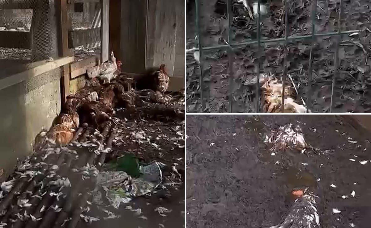 Mais de 100 galinhas aparecem mortas após ataque de animal desconhecido em SC