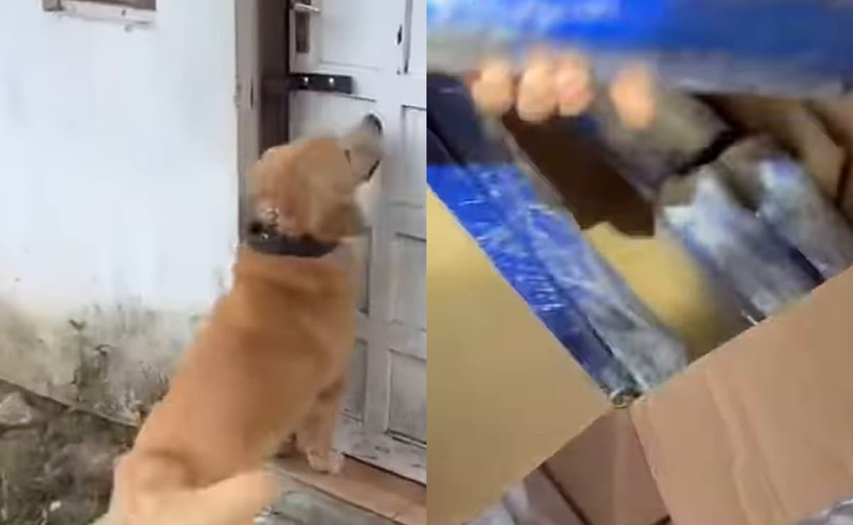 Golden retriever da PM fica de pé na porta, entra na casa e acha mais de 4 kg de maconha em SC