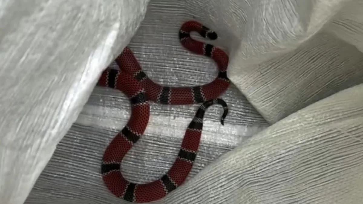 Uma das cobras mais peçonhentas do Brasil é encontrada em escola de SC