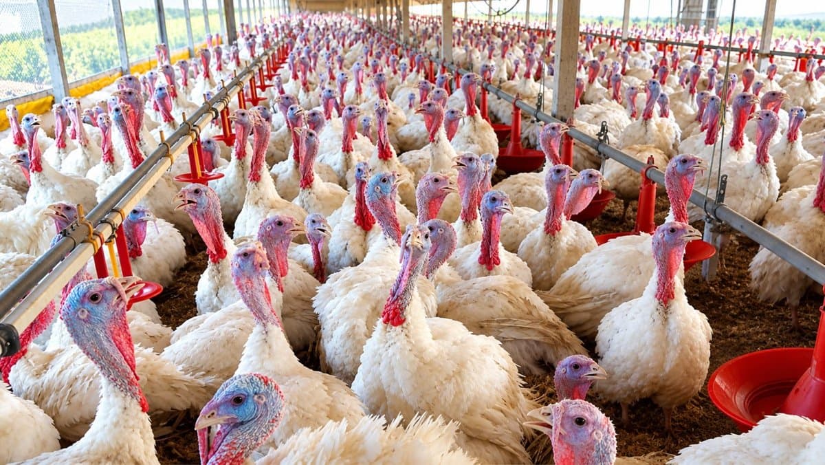 Foco de Newcastle em granja de perus faz China suspender 14 frigoríficos de SC e mais 4 países barrarem aves