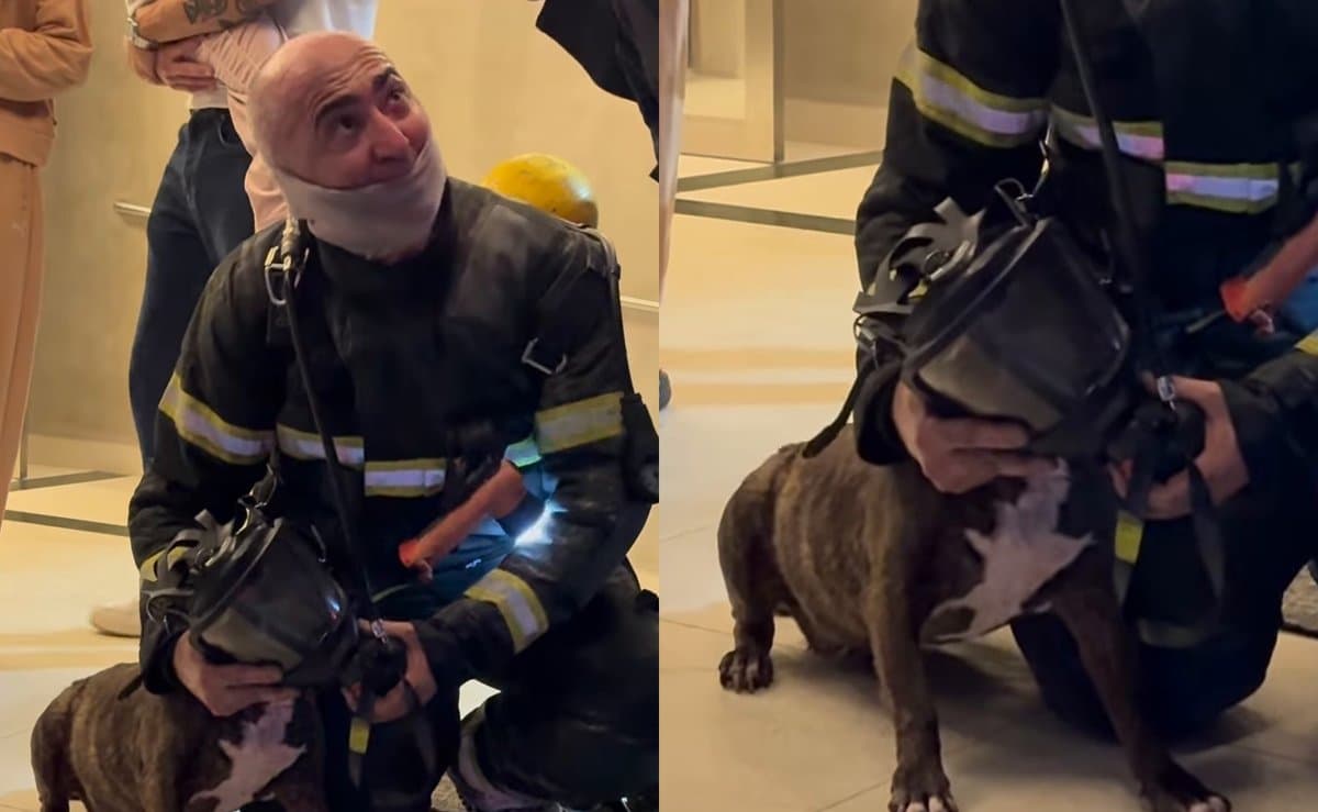 'Ninguém fica pra trás': bombeiro acolhe cachorro de 17 anos que ficou trancado em incêndio em Brusque