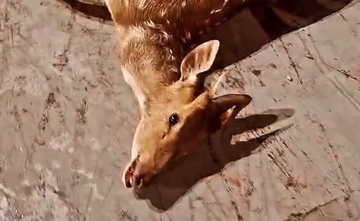 Veado atacado por cachorros levanta sozinho, anda até a frente da Igreja Matriz e morre em SC