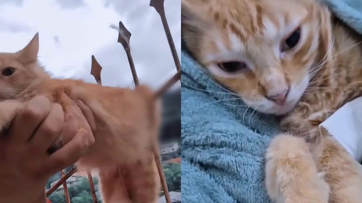 Bombeiros e veterinárias se unem para salvar o Simba, gato que ficou preso numa cerca de ferro em SC