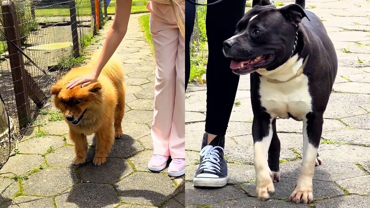Cães resgatados de maus-tratos e rinhas ganham treino e esperam uma família em Florianópolis