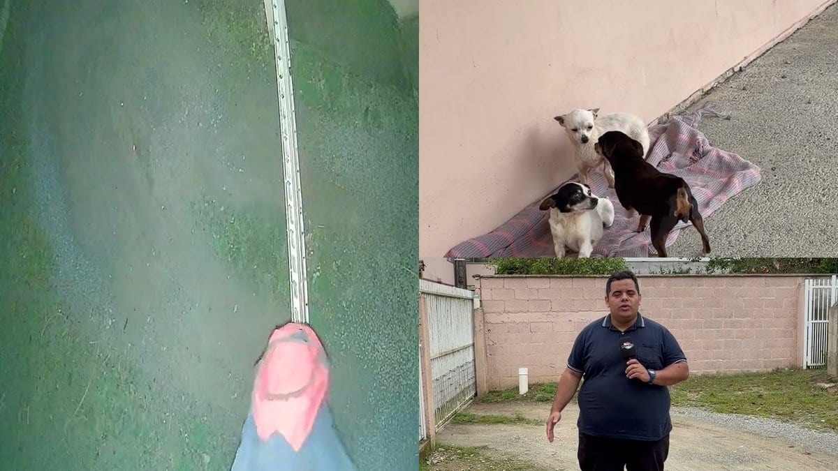 Câmera flagra homem tentando pular muro de madrugada e fugindo dos cães Luna, Pipoca e Tião em Penha