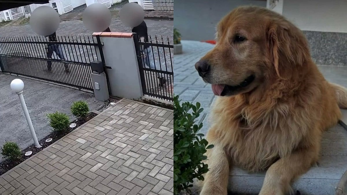 “Levaram o Godofredo pra pessoa que quase matou ele”, diz protetora de cão devolvido à tutora em SC - Foto