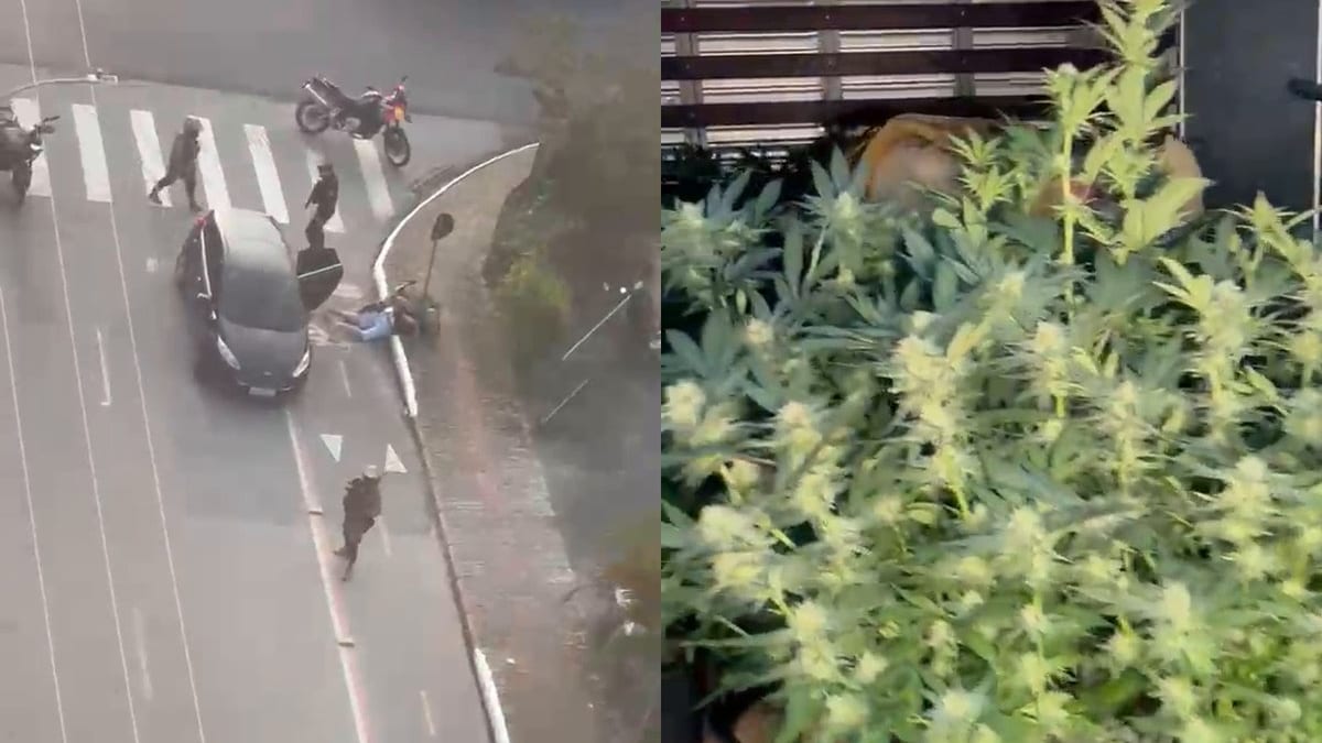 Casal tinha autorização da Justiça para plantar maconha, mas PM diz que vendia e acha 59 pés em casa de Itajaí